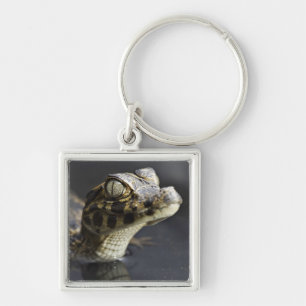 Llavero Caimán joven en agua con la reflexión