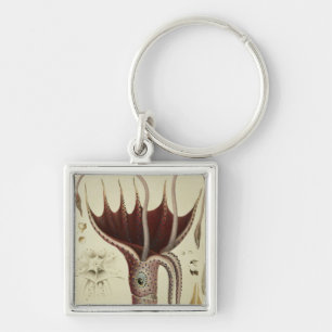 Llavero Calamar, Pl.2 de 'Histoire Naturelle