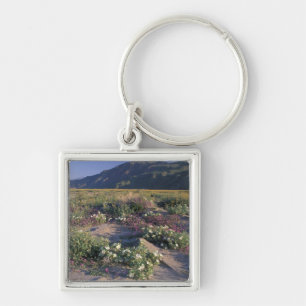 Llavero California, Desierto Anza-Borrego SP, Arena