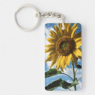 Llavero California, Un Girasol Gigante (Helianthus) 2