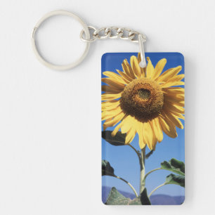 Llavero California, Un Girasol Gigante (Helianthus) 3