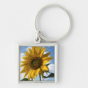 Llavero California, Un Girasol Gigante (Helianthus) 4