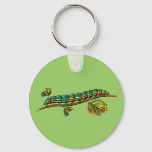 Llavero Calocampa vetusta caterpillar