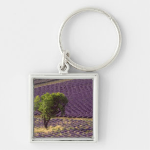 Llavero Campo de lavanda en Alta Provenza, Francia