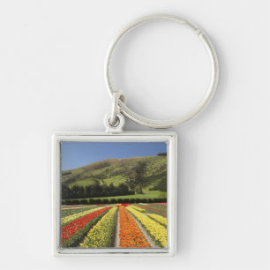 Llavero Campos de Tulipán, cerca de Tapanui, Oeste, Sur 2