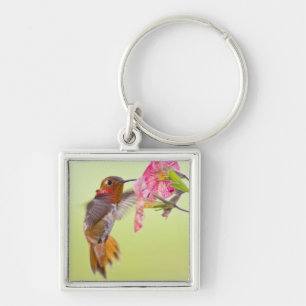 Llavero Canadá, Columbia Británica, Colibrí Rufo