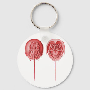 Llavero Cangrejo de herradura