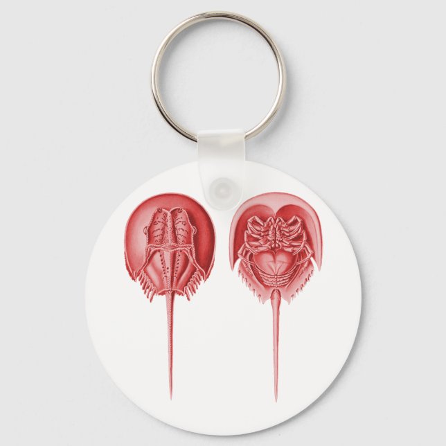 Llavero Cangrejo herradura (Anverso)