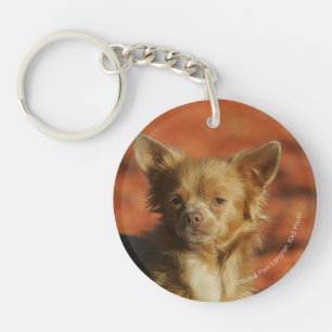 Llavero Captura de cabeza de una cachorra chihuahua