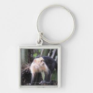 Llavero Capuchón de cabeza blanca, capucinus de Cebus.