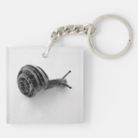 caracol