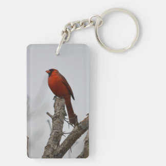 Llavero cardenal arriba del árbol.