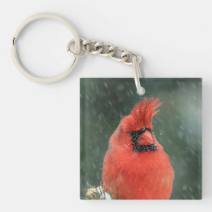 Llavero Cardenal en un pino durante una tormenta de nieve