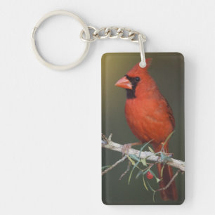 Llavero Cardenal norteño, Cardinalis cardinalis, macho