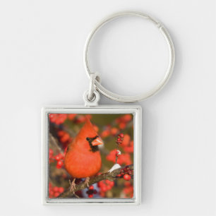 Llavero Cardenal norteño en Winterberry común
