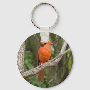 Llavero cardinal septentrional del pájaro del