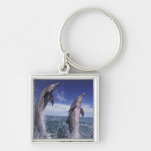 Llavero Caribe, delfines mulares Tursiops