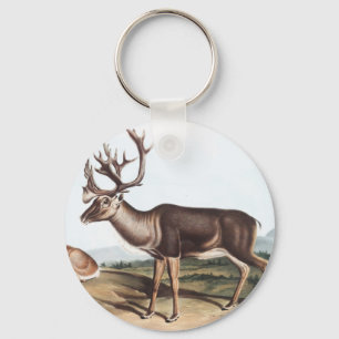 Llavero Caribou, American Rein Deer (Tarandus furcifer)