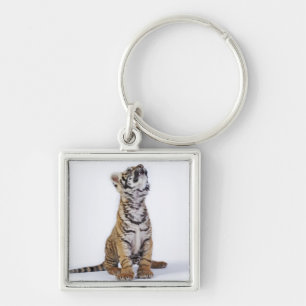 Llavero Cautivo, Suráfrica 2