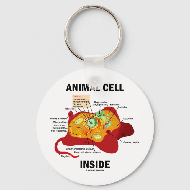 Llavero Célula animal interior (biología celular Eukaryote (Anverso)