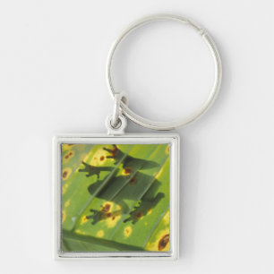 Llavero CENTROAMÉRICA, Costa Rica, Rana retroiluminada