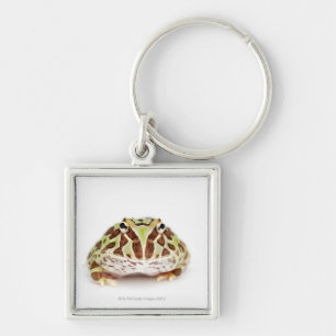 Llavero Ceratophrys Cranwelli, la rana de cuernos de