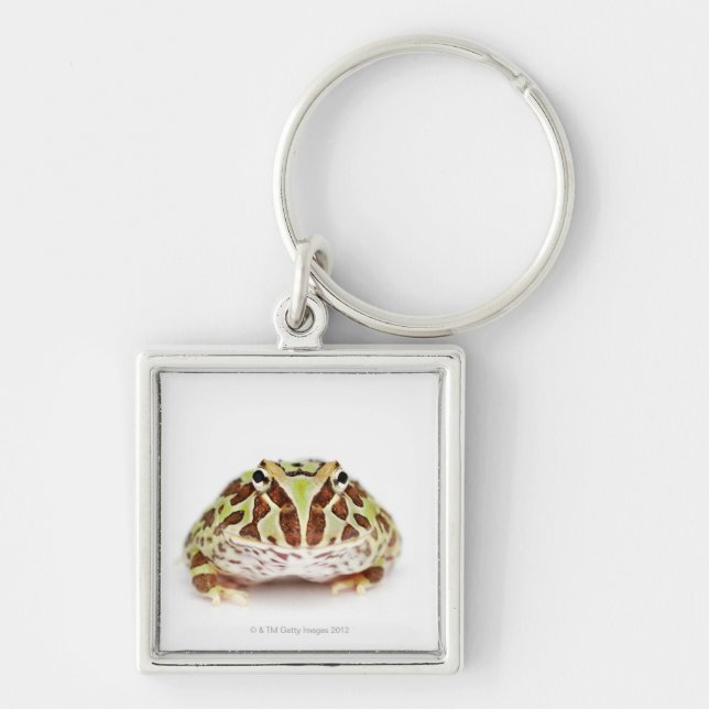 Llavero Ceratophrys Cranwelli, la rana de cuernos de (Frente)