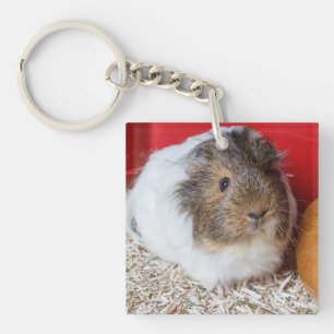 Llavero Cerdo de Guinea en una jaula