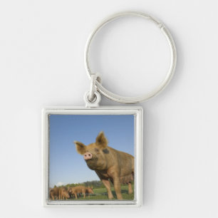 Llavero Cerdo en un campo