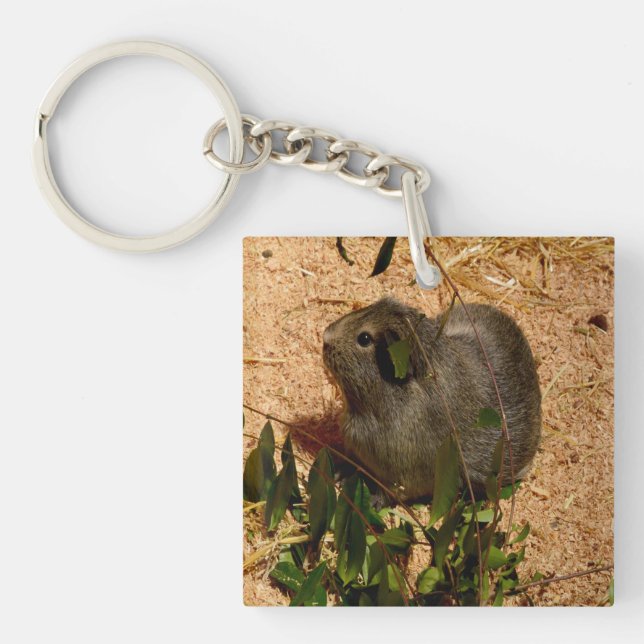 Llavero Cerdo marrón haitiano de Guinea, (Frente)