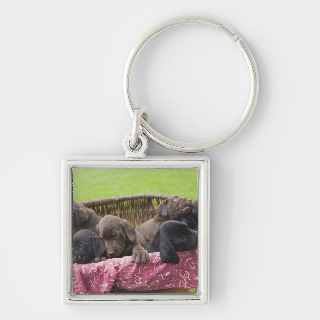 Llavero Cesta de perritos del labrador retriever (Frente)