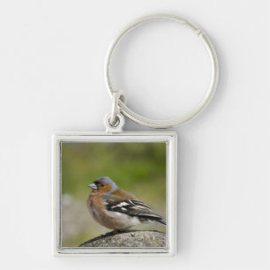 Llavero Chaffinch masculino (SALVAJE: Coelebs del