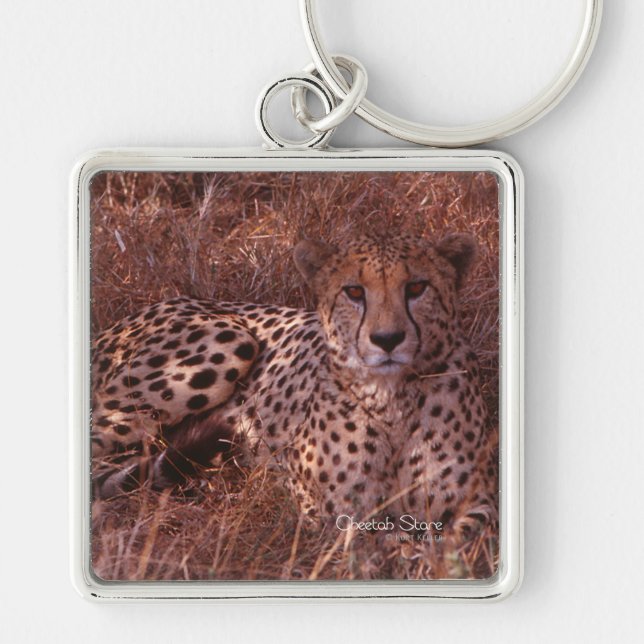 Llavero Cheetah Stare (Frente)