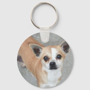 LLAVERO CHIHUAHUA