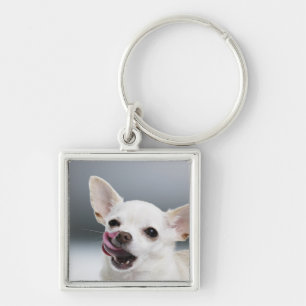 Llavero Chihuahua blanca que lame los labios