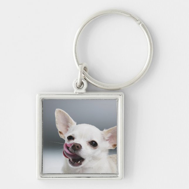 Llavero Chihuahua blanca que lame los labios (Frente)