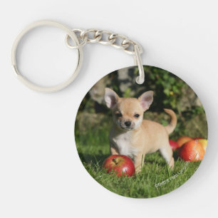 Llavero Chihuahua cachorro con manzanas