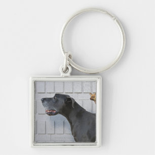 Llavero Chihuahua en la parte posterior de great dane