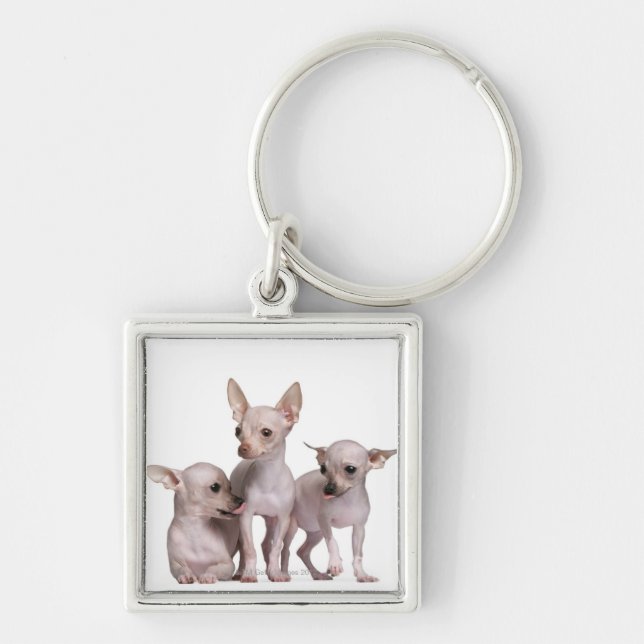 Llavero Chihuahua sin pelo (5 y 7 meses) (Frente)