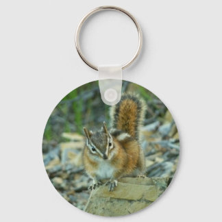 Llavero Chipmunk en el Parque Nacional Glaciar