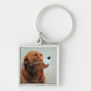 Llavero Chocolate Labrador que lleva una nariz falsa