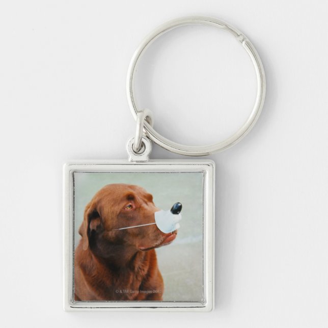 Llavero Chocolate Labrador que lleva una nariz falsa (Frente)