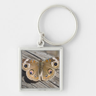 Llavero Ciérrese para arriba de la mariposa común del