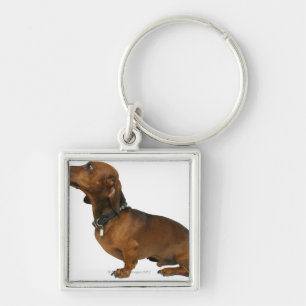 Llavero Ciérrese para arriba de un dachshund