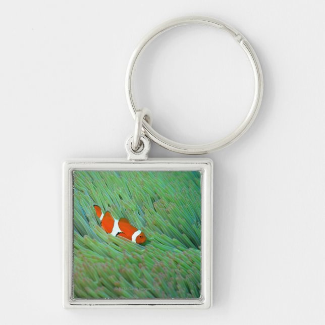 Llavero Ciérrese para arriba de un pescado de anémona de (Frente)