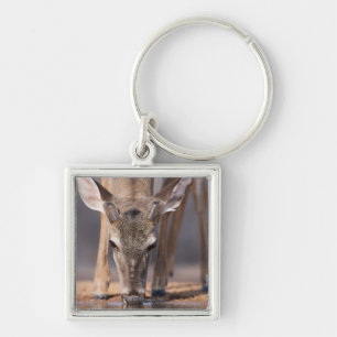 Llavero Ciervos atados blanco en el waterhole