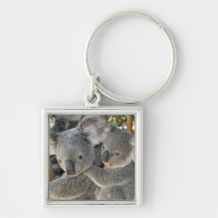 Llavero Cinereus Queensland del Phascolarctos de la koala.