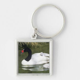 Llavero Cisne de cuello negro adulto y crías en el agua.