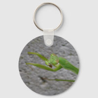 Clásica de Oración Mantis