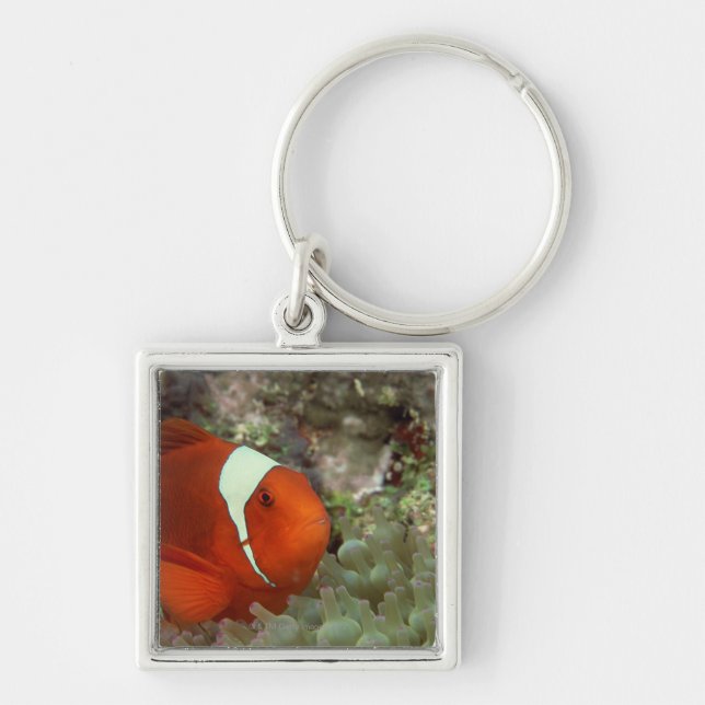 Llavero Clownfish 2 (Frente)
